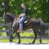 Helping the Pacy Horse